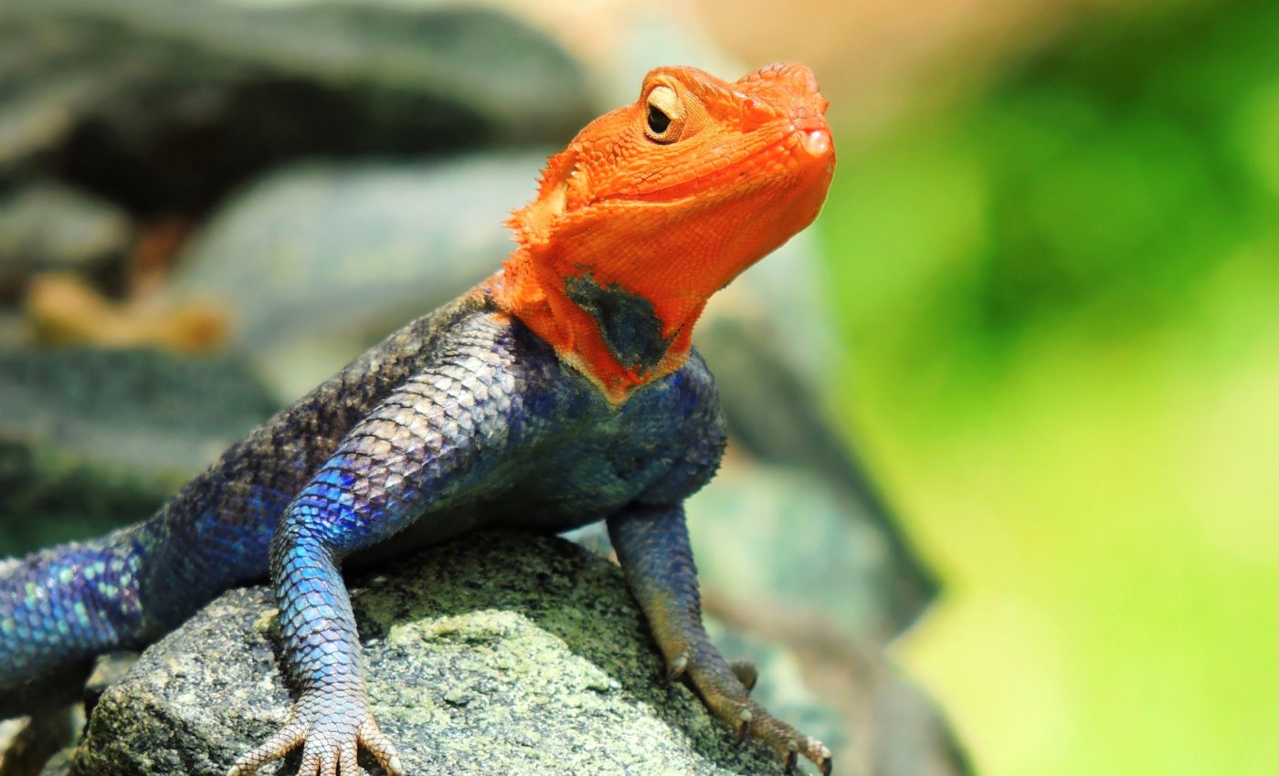 Lizards take bigger risks when they are hungry