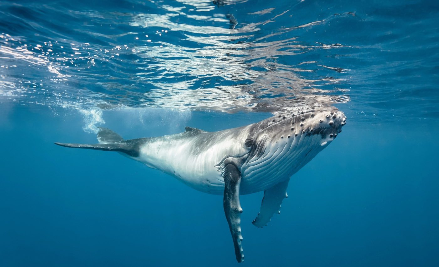 Whale song complexity continues to astound scientists with each new discovery