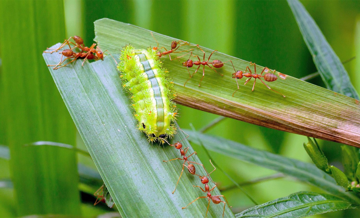 Ants and caterpillars have a great working relationship, until it isn't