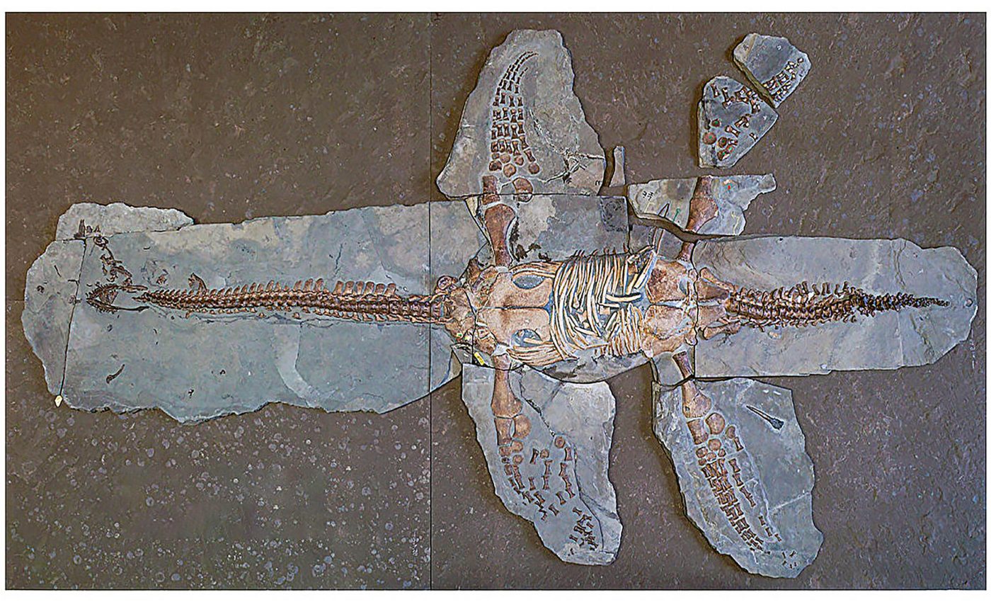 183-million-year-old fossil gives incredible new insights into plesiosaurs from well-preserved skin