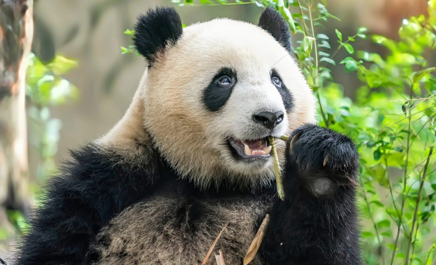 Giant pandas' taste for bamboo is literally written in their genes