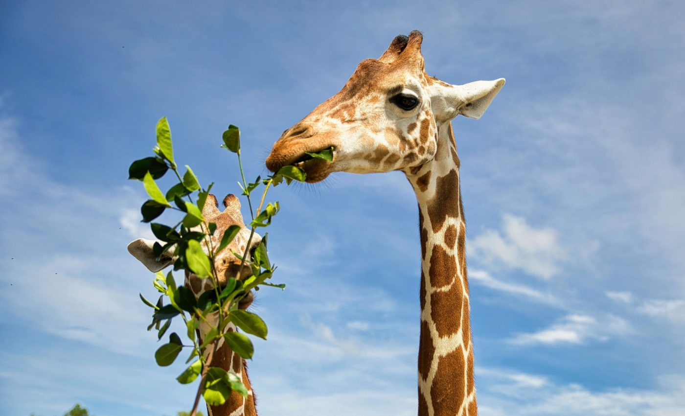 Giraffes have gut bacteria that are unaffected by their diet