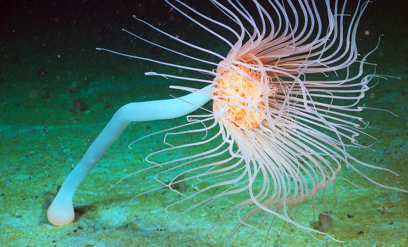 Ecosystem never seen by humans discovered after iceberg breaks away from Antarctica