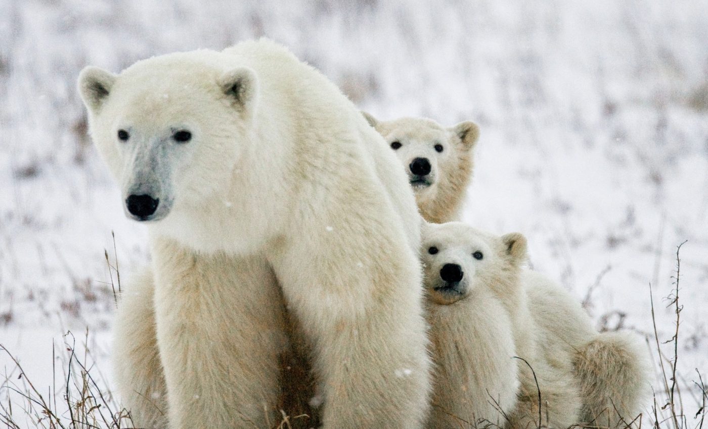Polar bear cubs are emerging earlier from dens