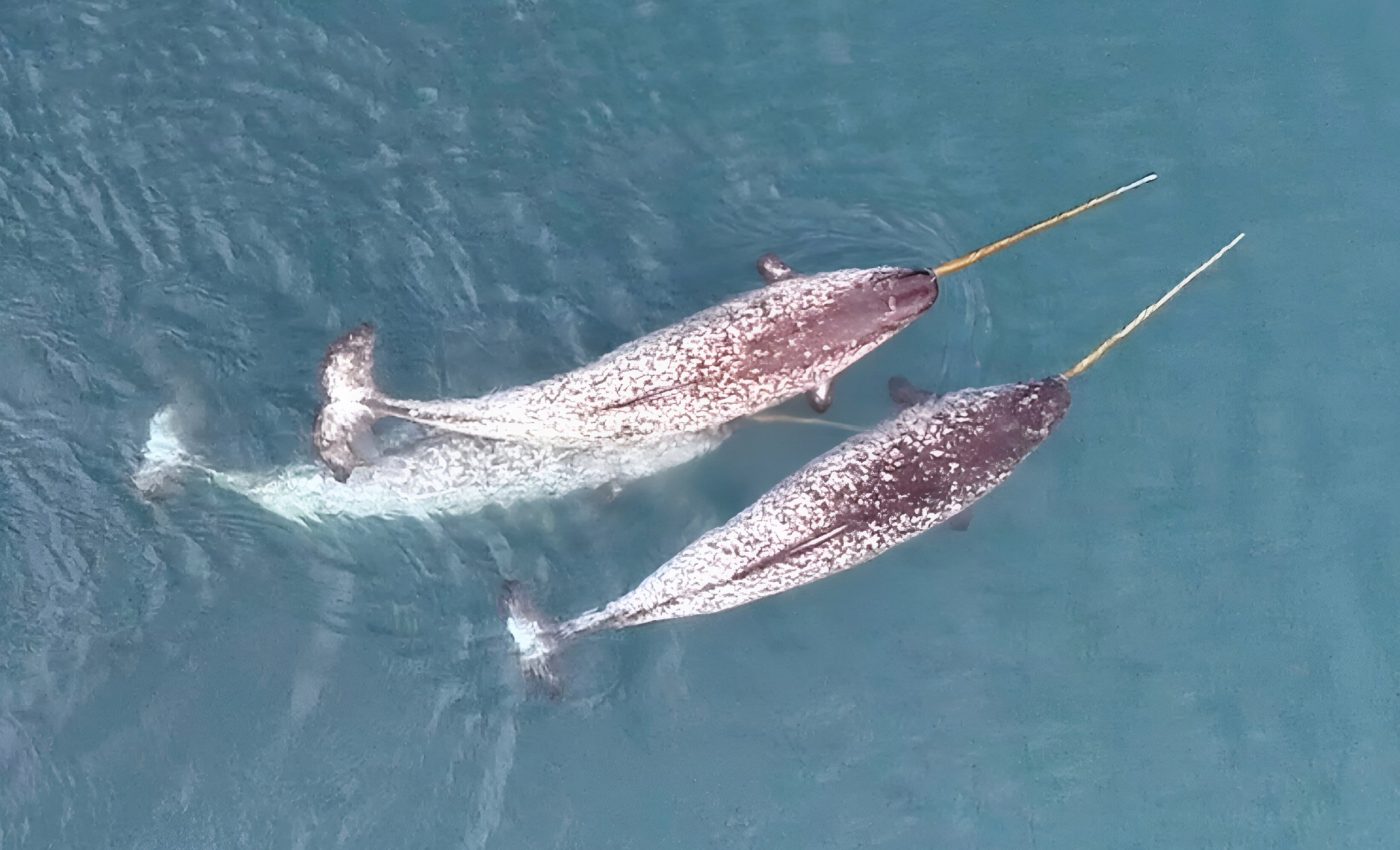 Narwhals use their tusks in completely unexpected ways