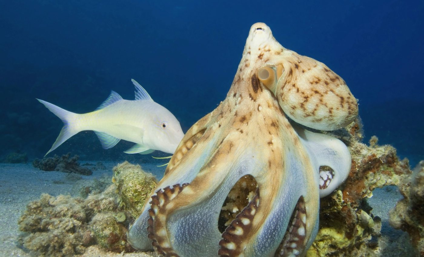 Unlikely allies: Octopuses cooperate with fish to catch prey