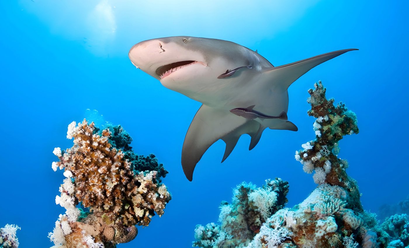 Shark fishing is making coral reefs collapse in an unexpected way
