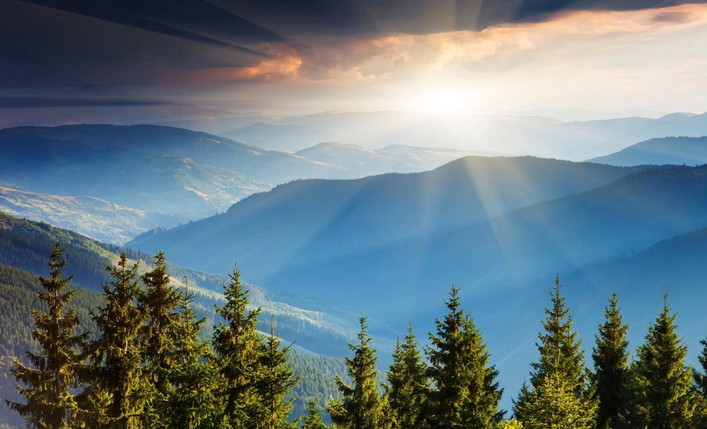 Dead wood removal can save forests from future wildfires