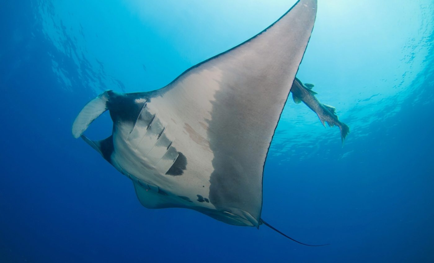 Ancient fish had flexible joints like humans