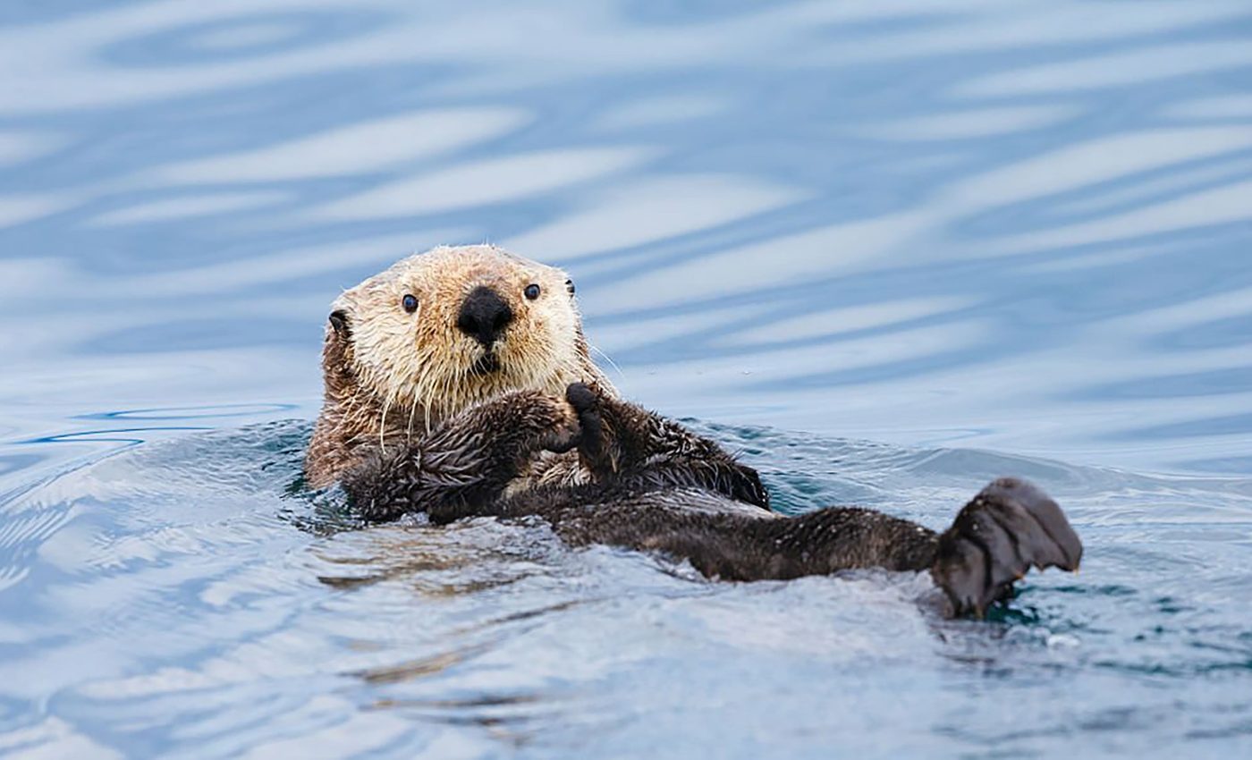 Sea otters help kelp forests recover, but there's more to the story