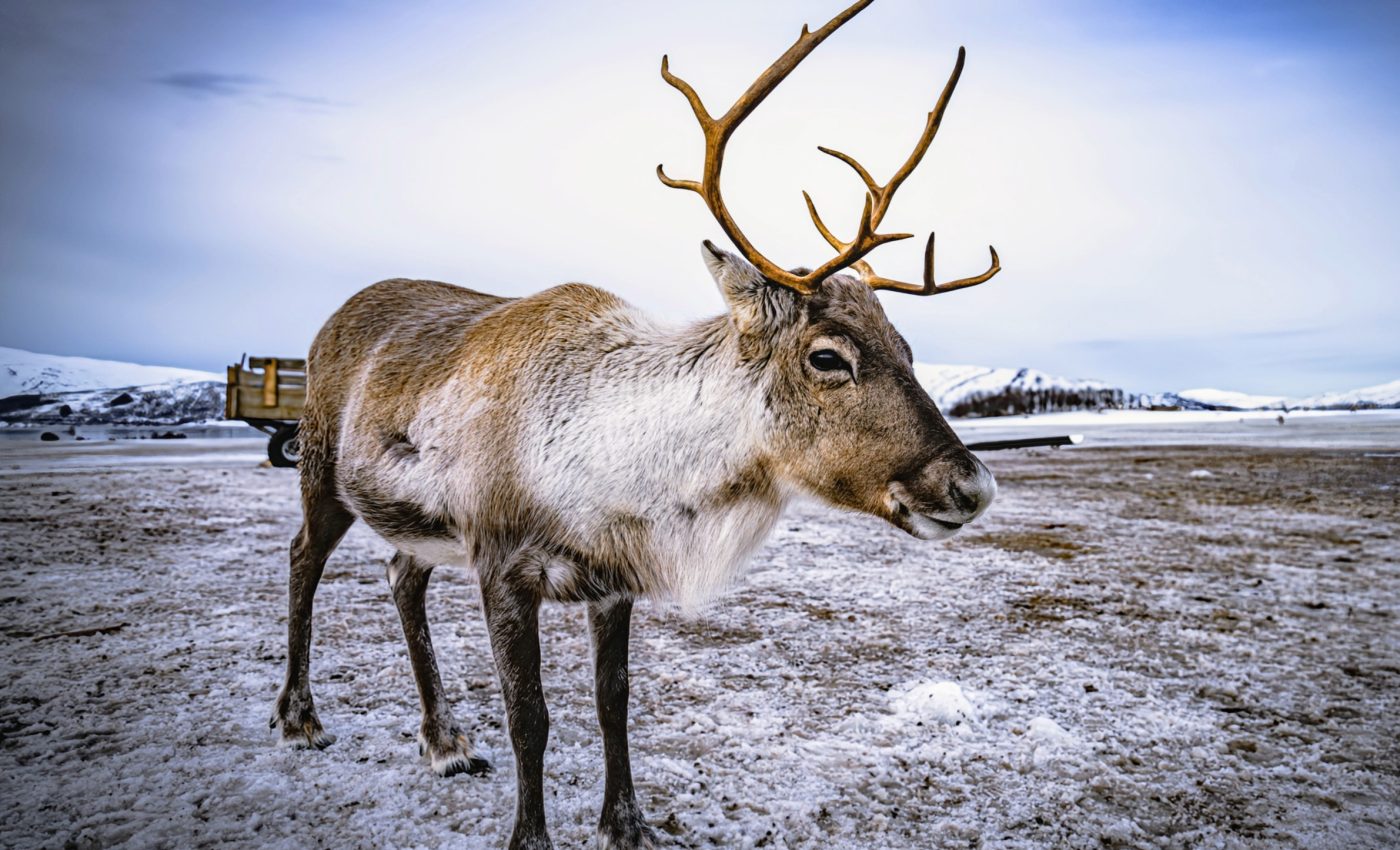 Tracking caribou movement patterns can transform conservation