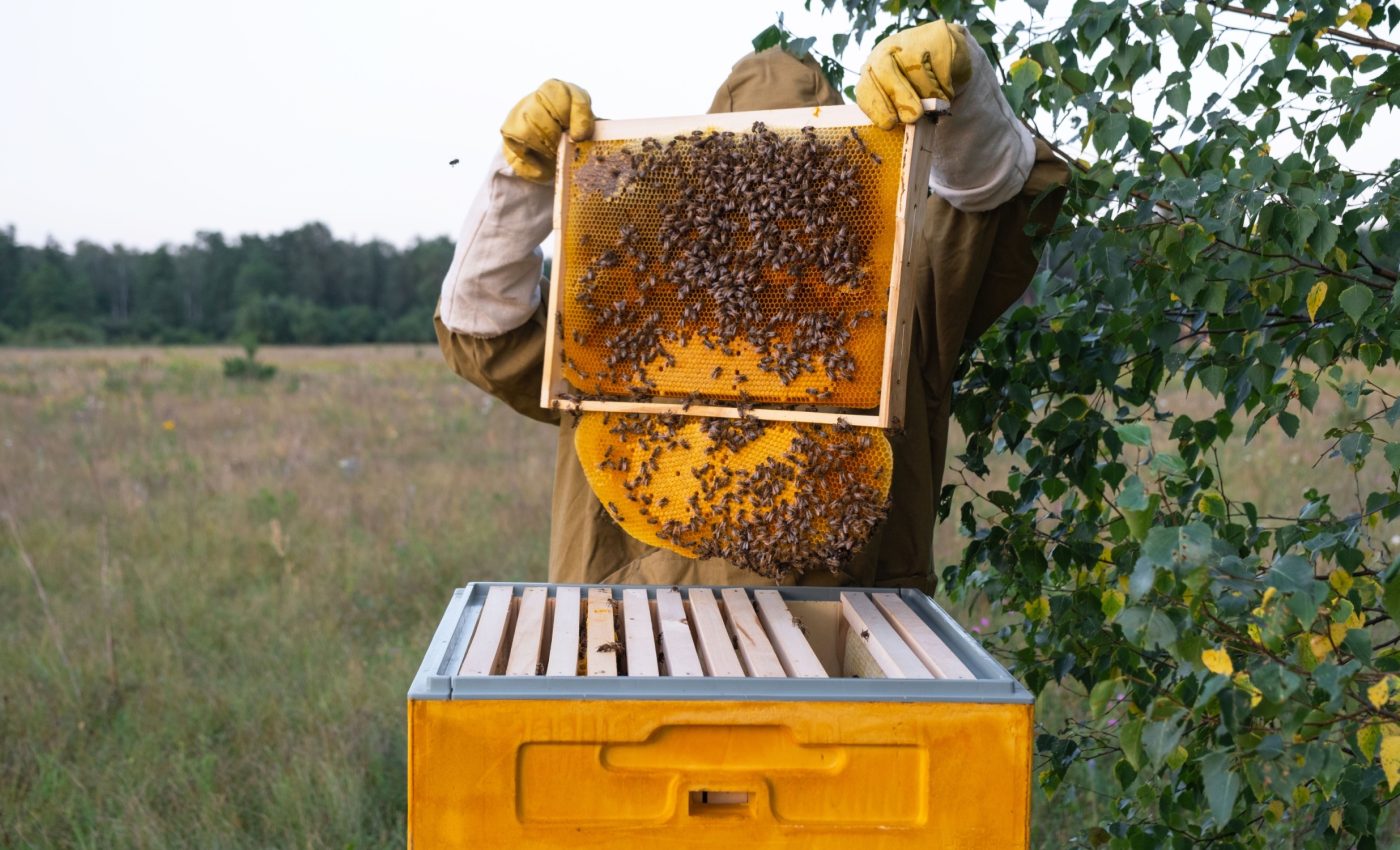 Smart sensors help beekeepers monitor hive health