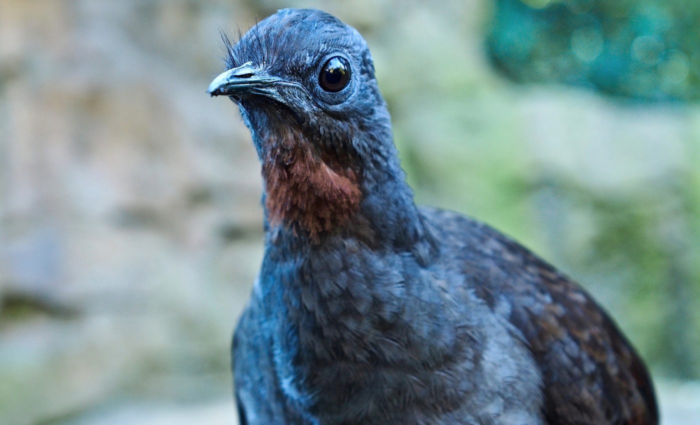 Lyrebirds farm their own food - and shape entire forests