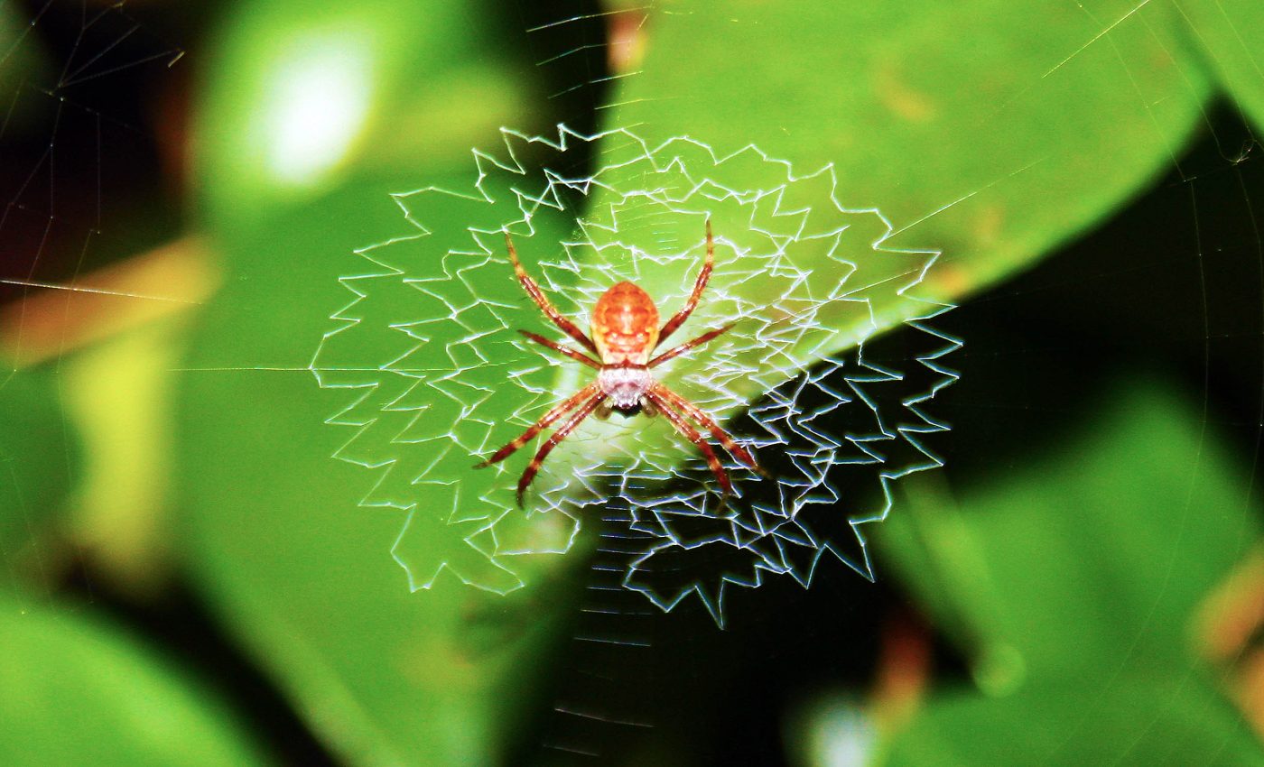 Spiders build their webs differently when the noise in their neighborhood gets too loud