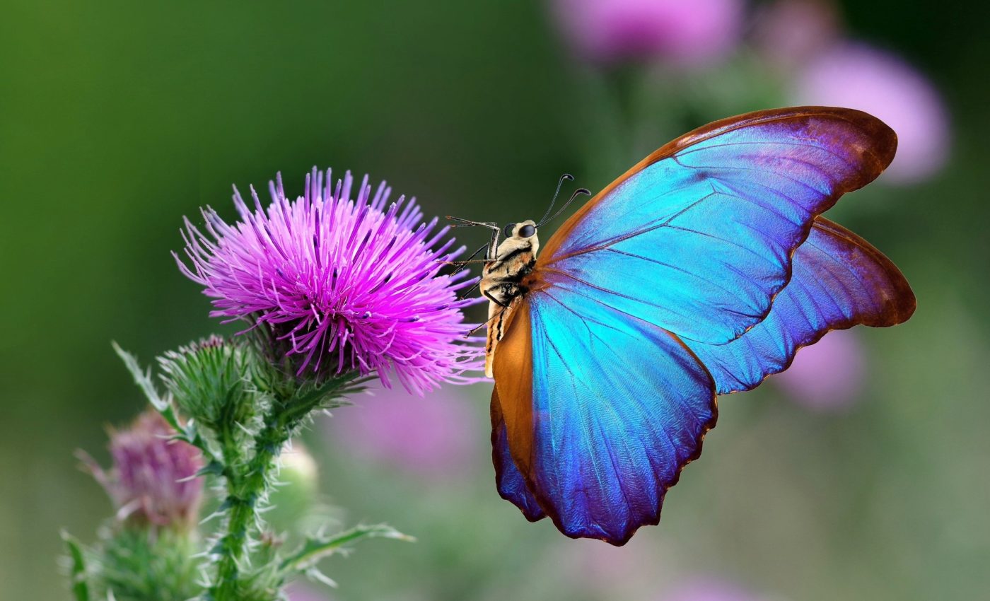 Nature’s timing is drastically changing due to extreme weather