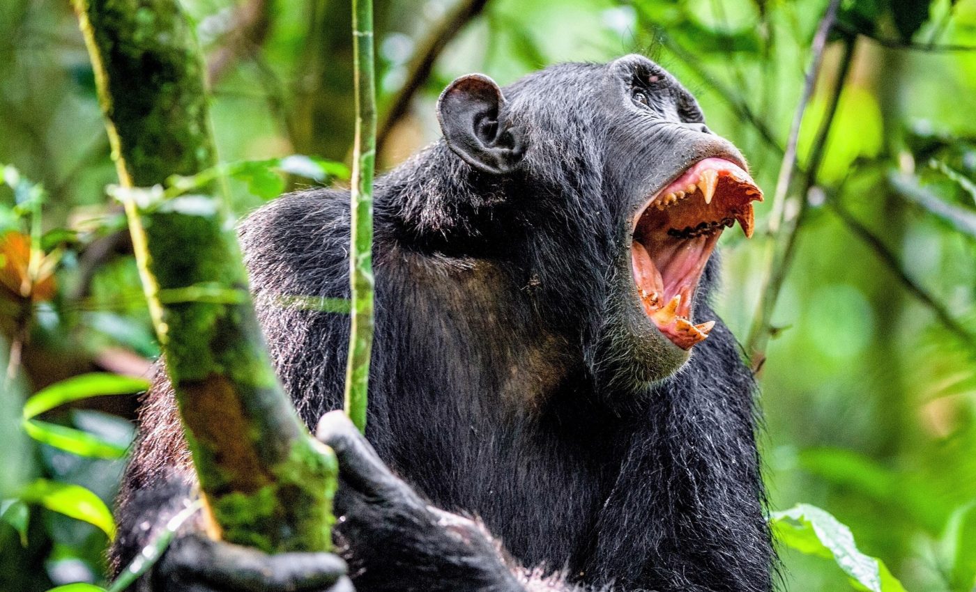 Sex has been used in conflict resolution for millions of years