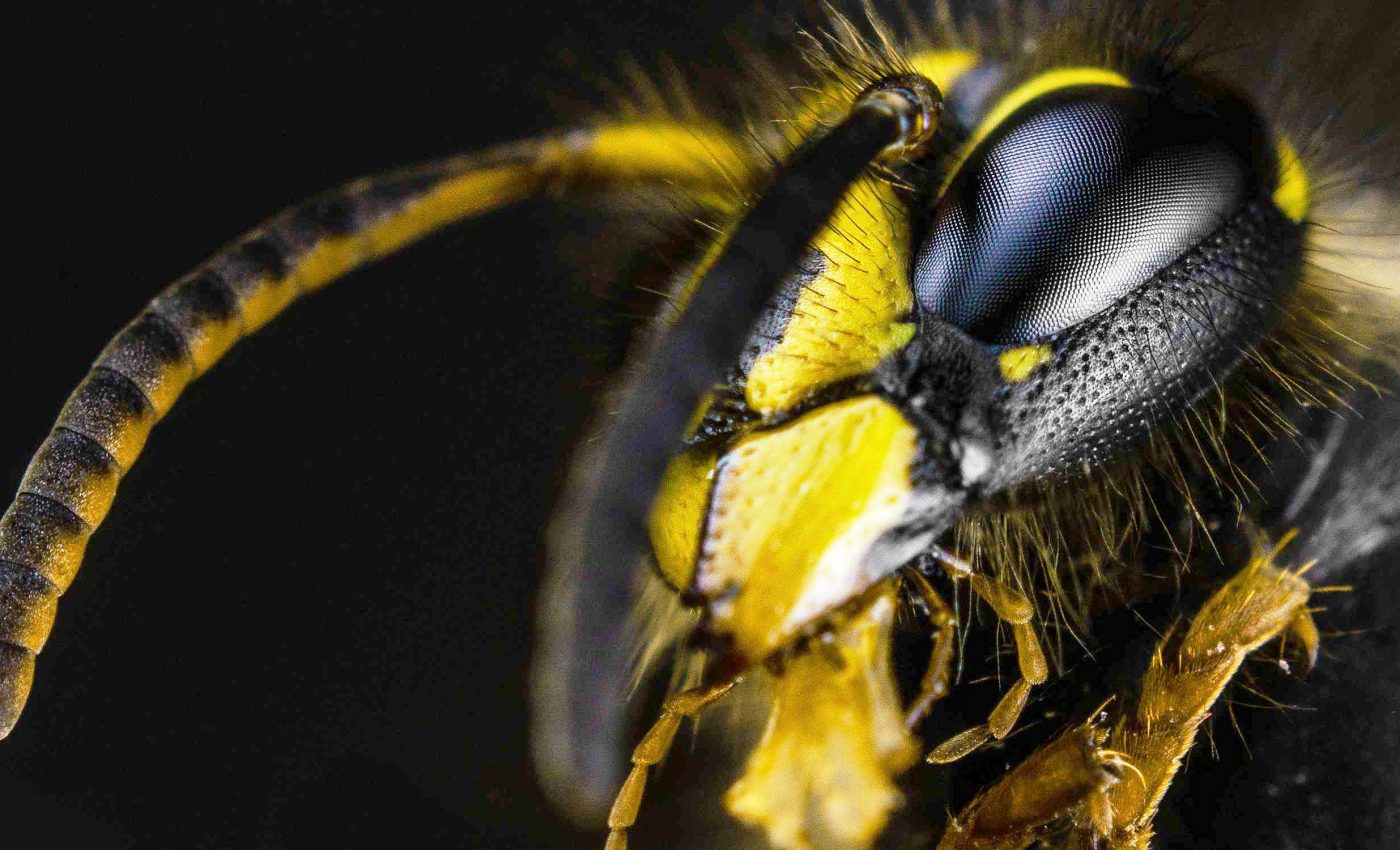 Unexpected discovery inside the eye of a tiny wasp