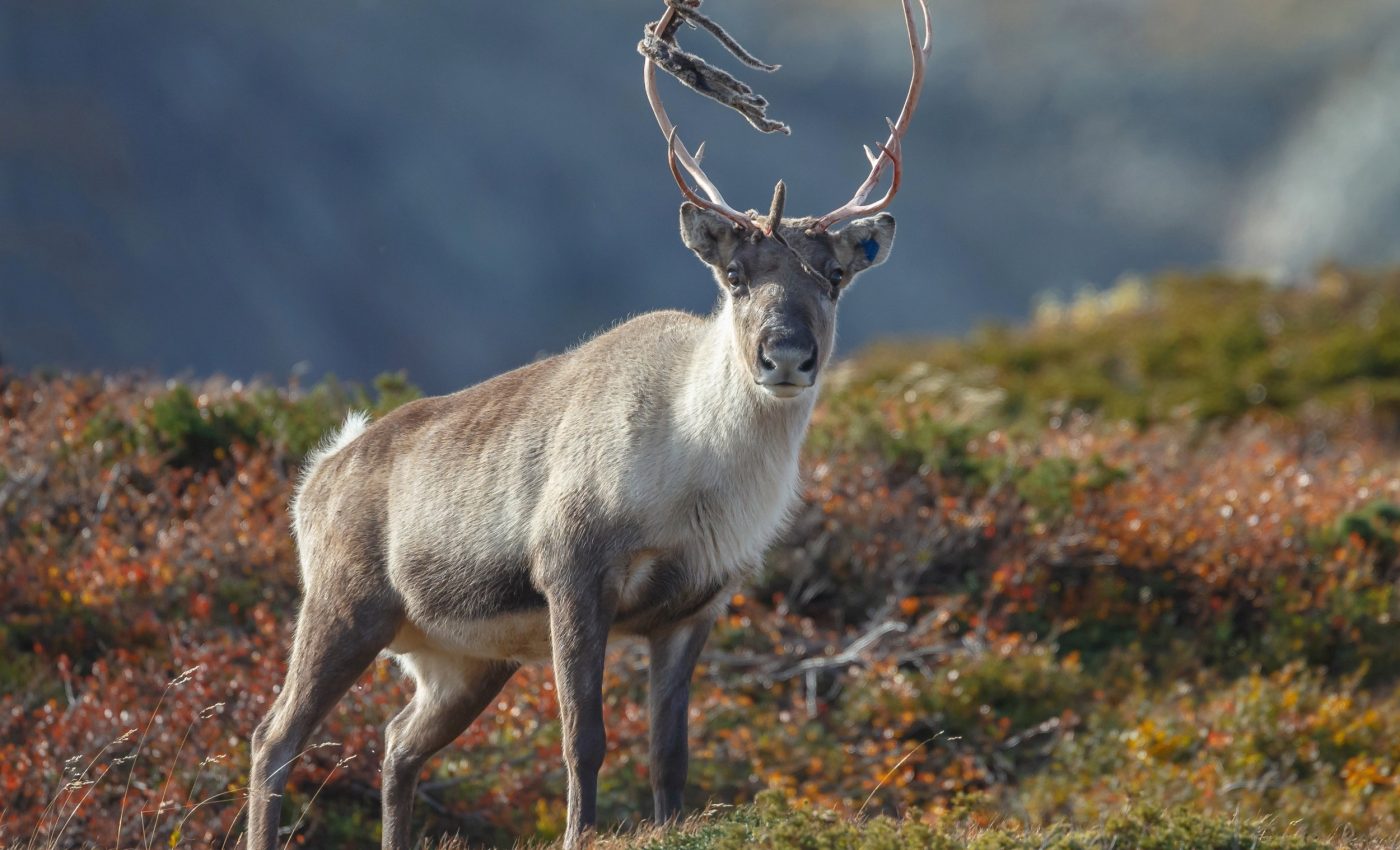 Caribou migration patterns disrupted by human activities