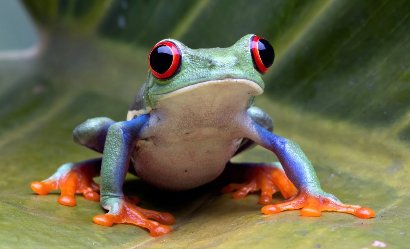 Amphibians are being pushed beyond their heat limits