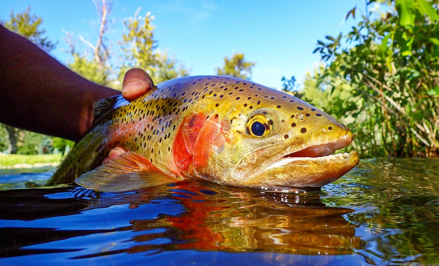 Why eating farmed fish may be safer than eating fish caught in the wild