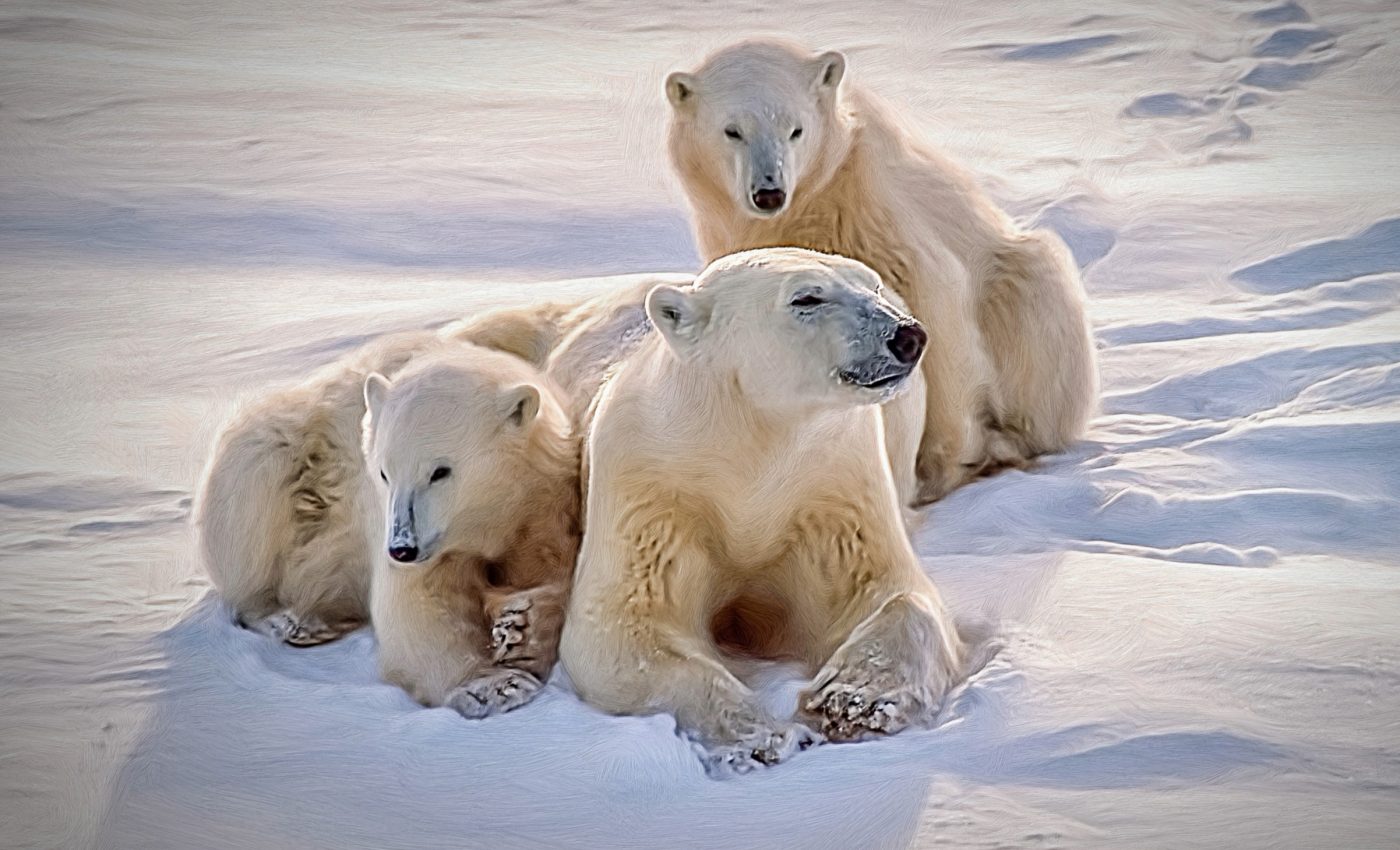 Polar bear cub survival depends on this little-known den behavior