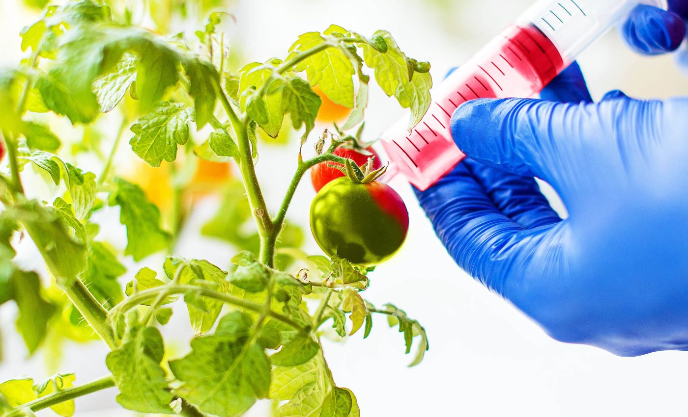 Gene modification can create bigger, better tomatoes, but should we do it?