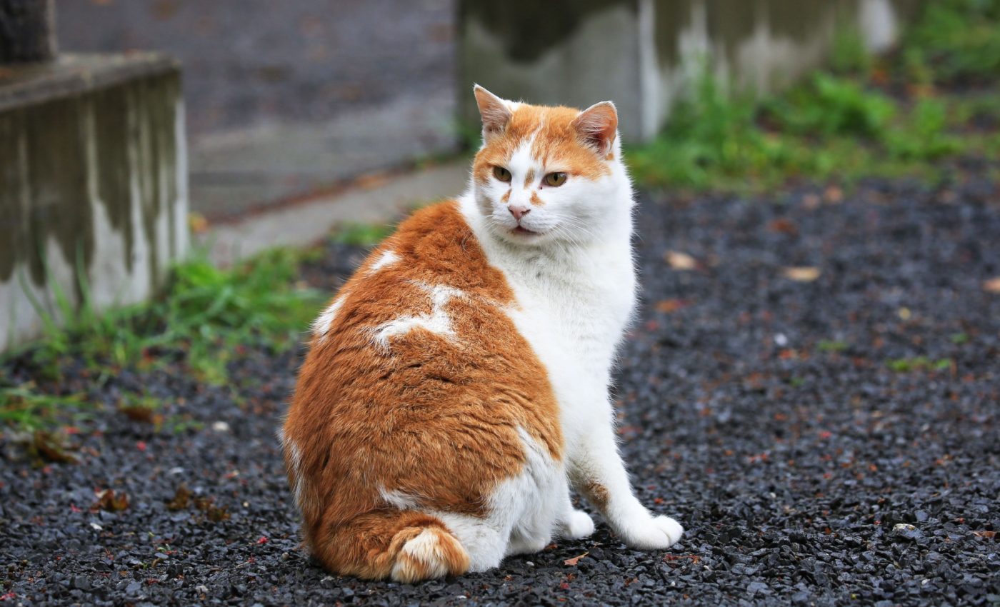 Feral cats kill more native animals than expected
