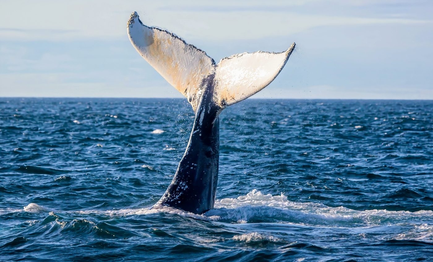 Whales transport nutrients across entire ocean basins in their urine