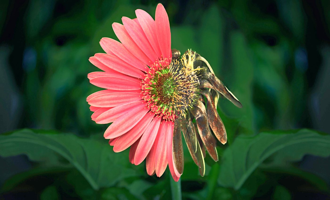 Climate chaos: The mass extinction that reshaped life on Earth