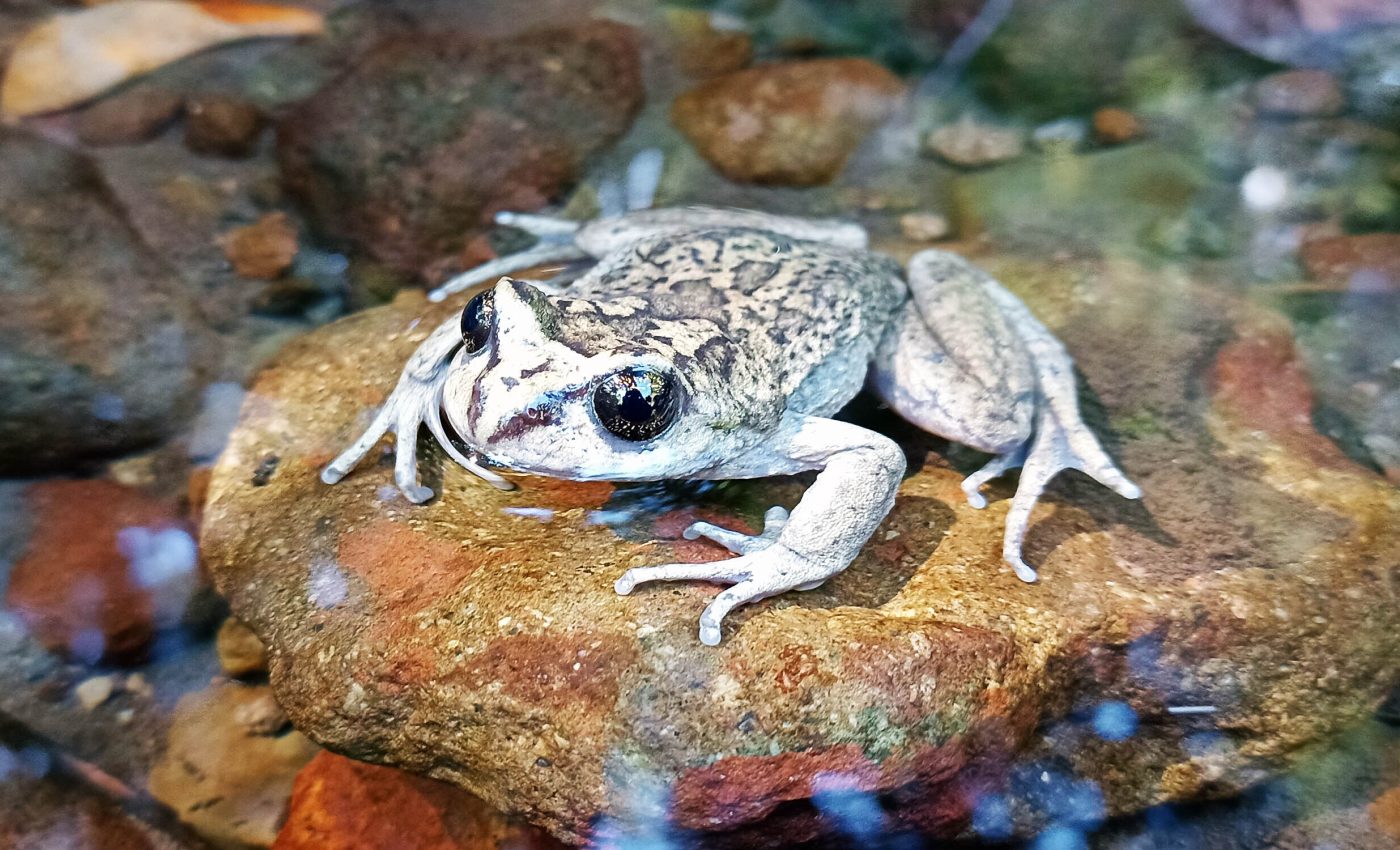 Missing frog species resurfaces after 130 years