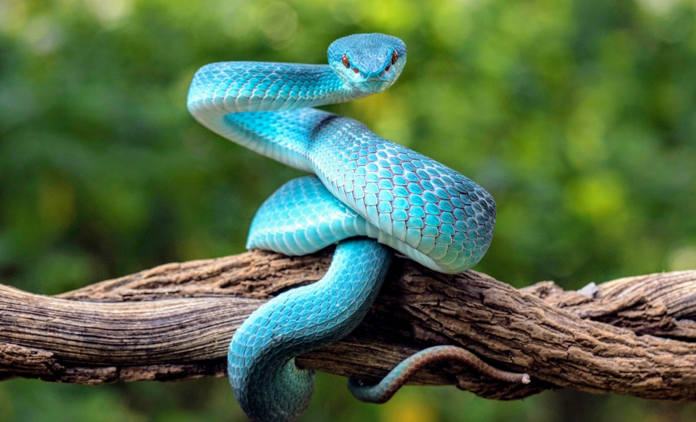 Snakes use invisible colors to outsmart predators