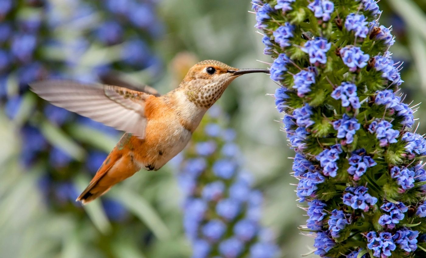 Scientists declare a "full-on emergency" to save US bird populations