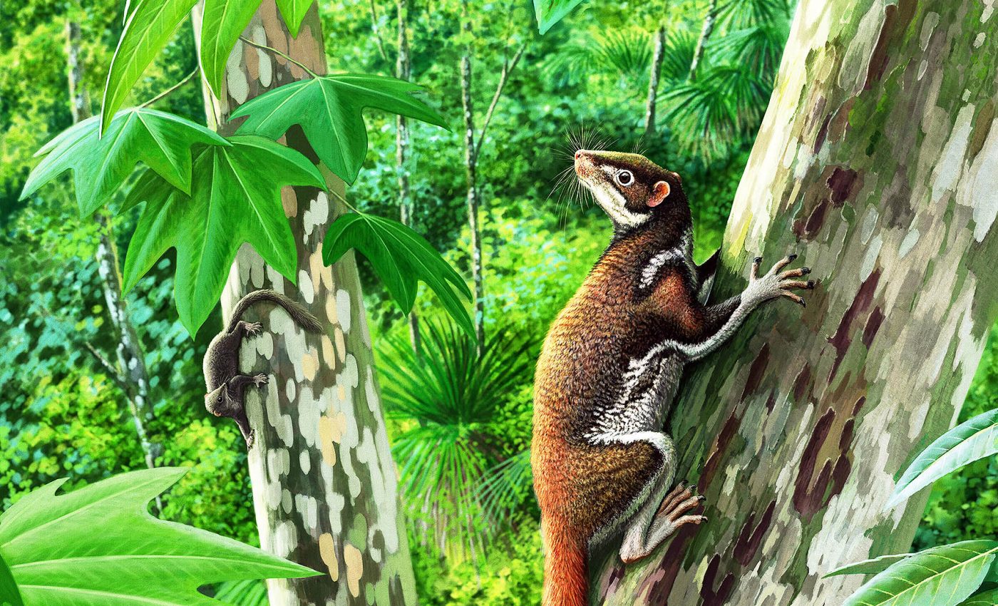 62 million years ago this mysterious mammal called Earth home