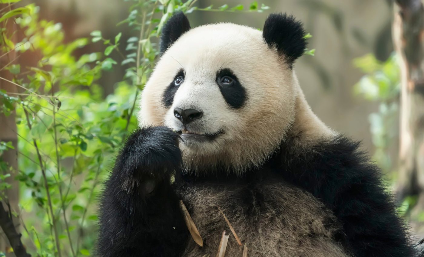 National Panda Day 2025: From the brink of extinction to hope