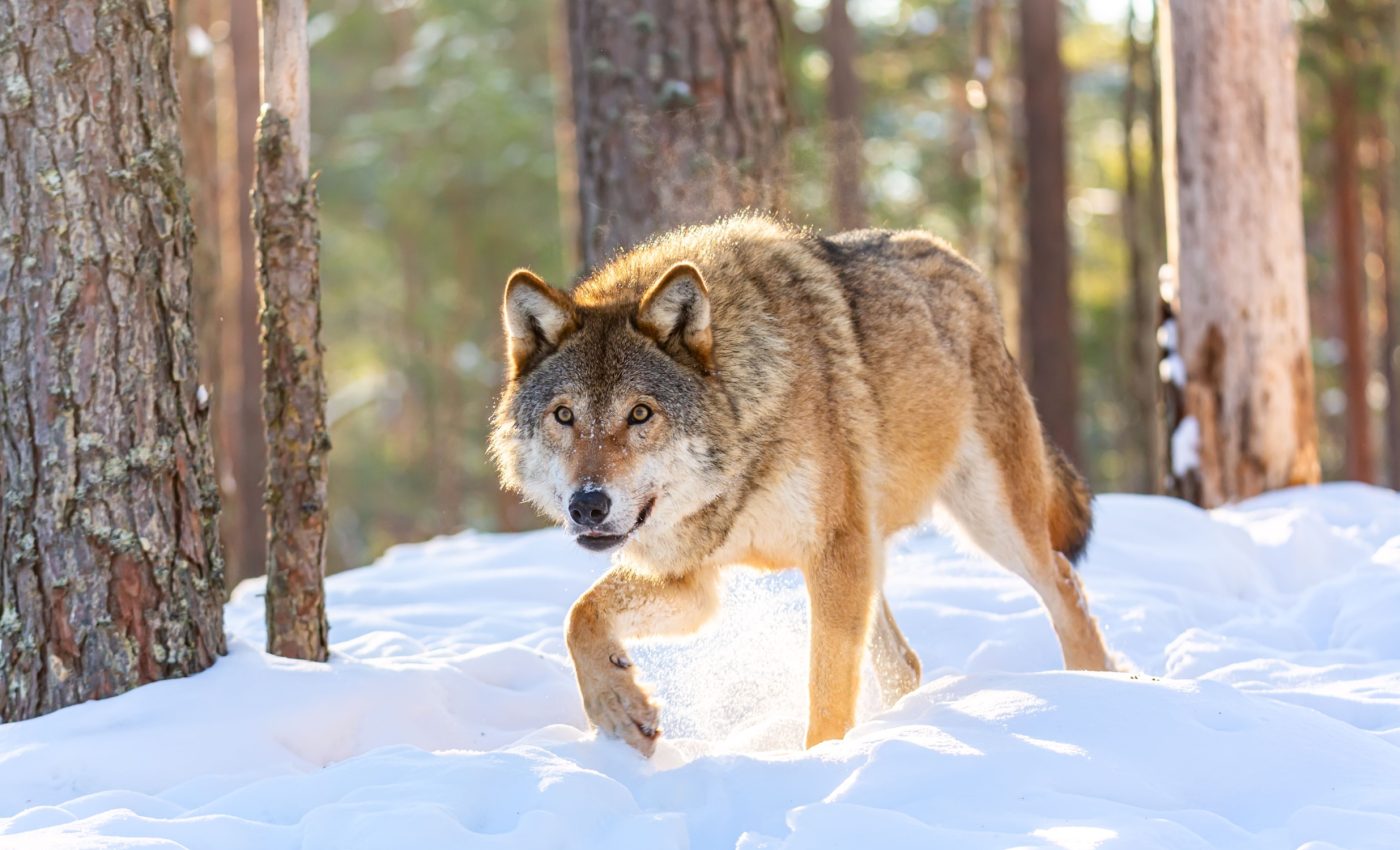 From wolves to man's best friend: Did domestication begin without human help?