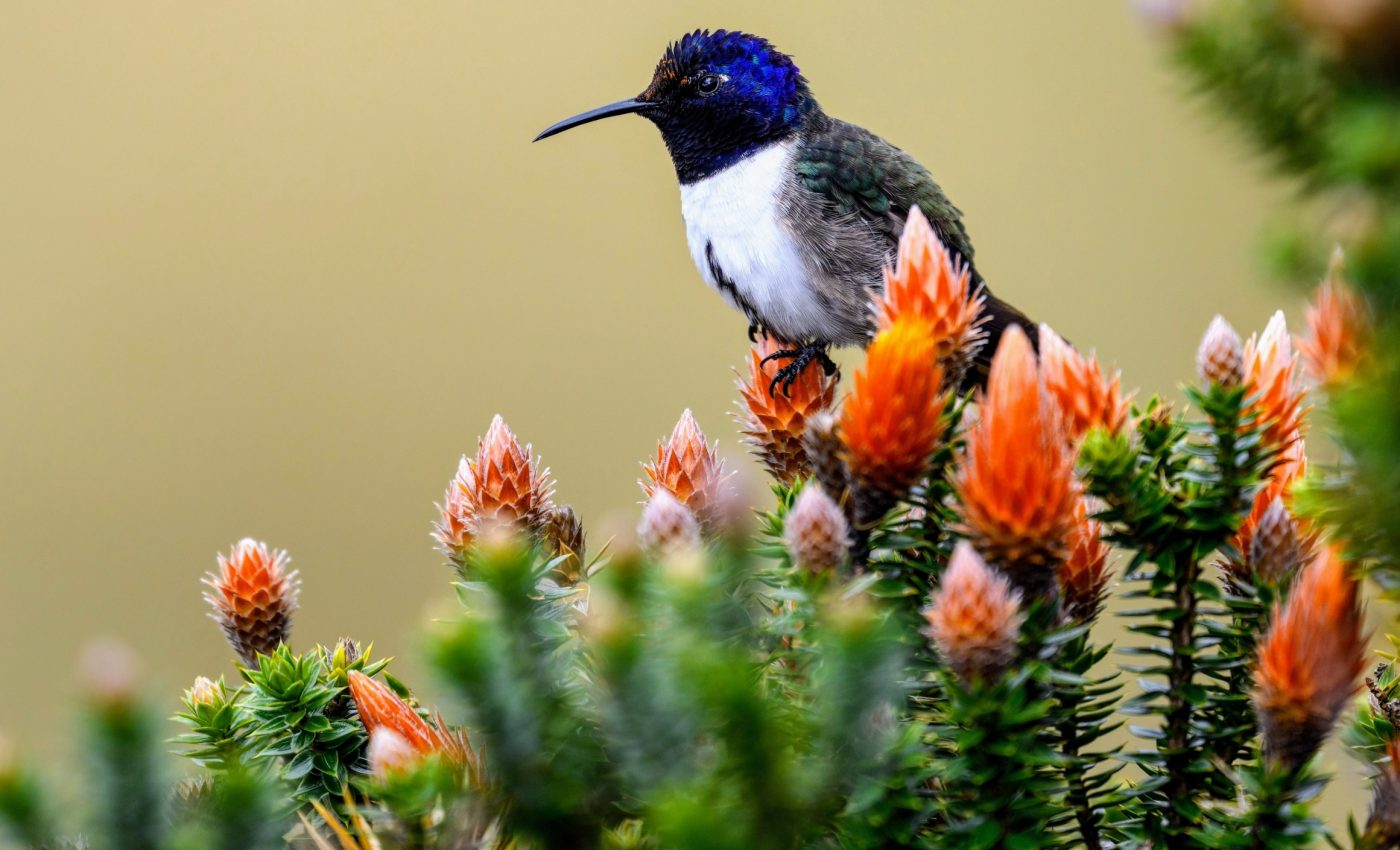 Hummingbirds found nesting in colonies have completely defied expectations
