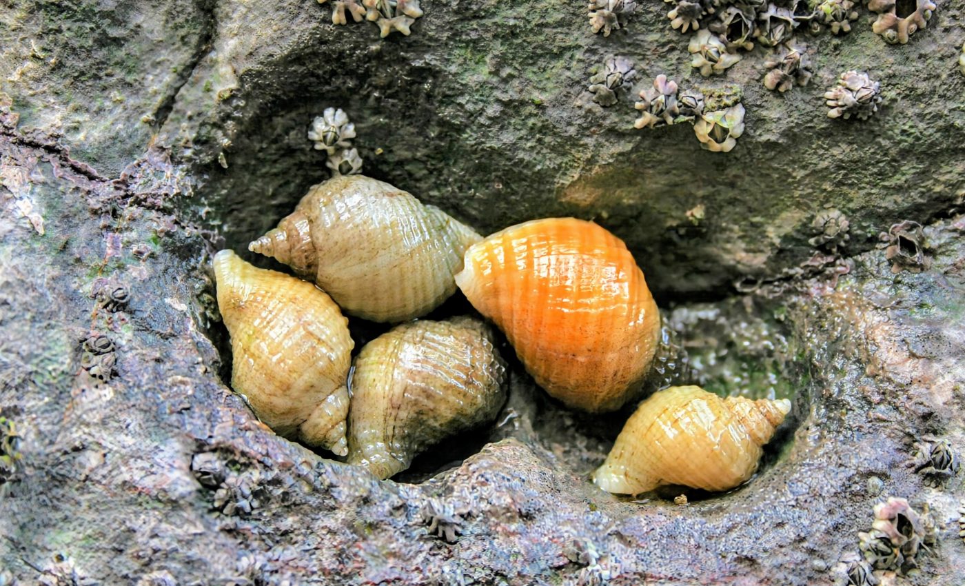 Sea snails evolved defenses against invasive predators