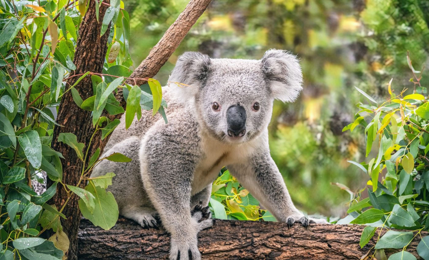 Koalas in Queensland show signs of immunity to deadly retrovirus