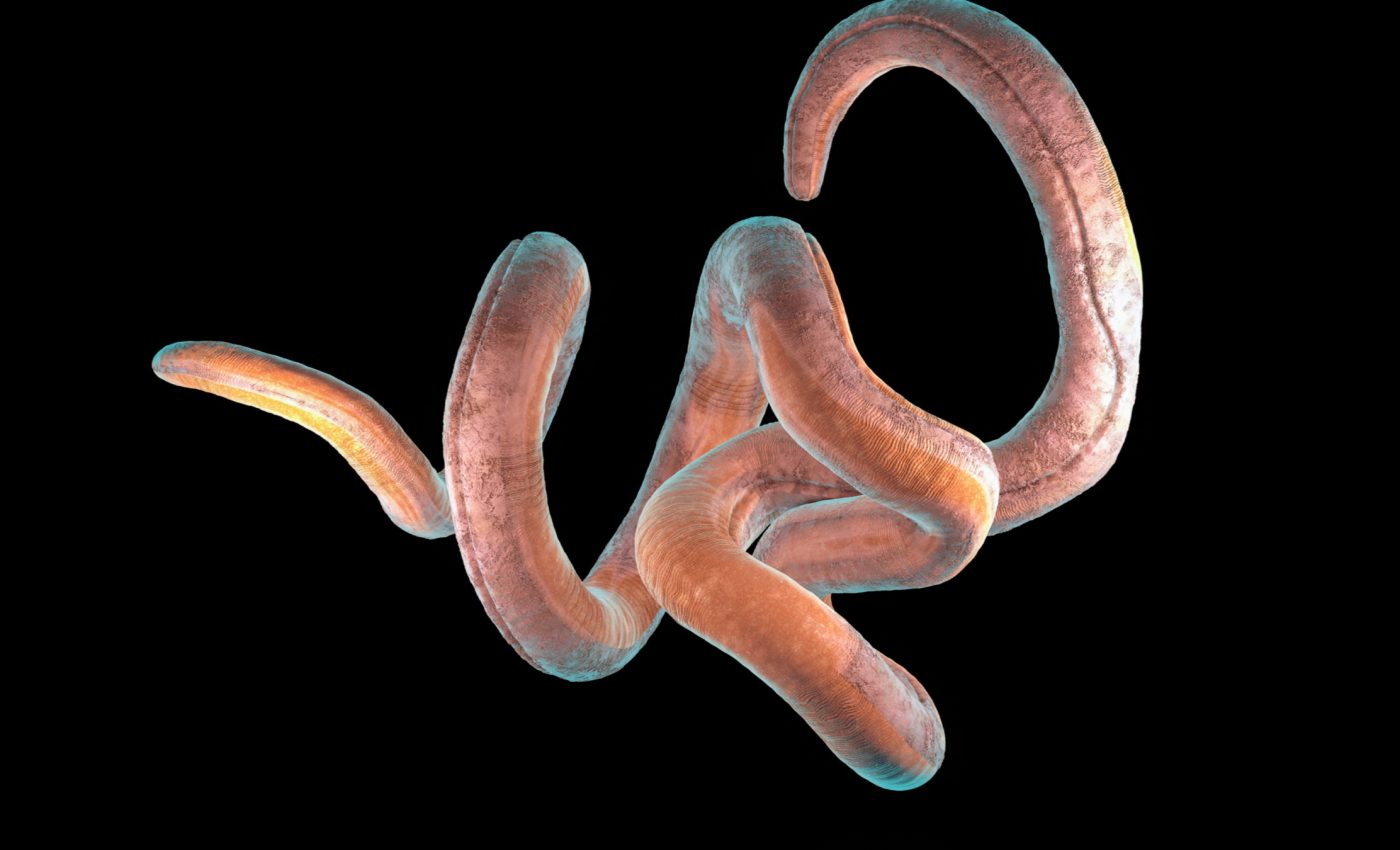 Nematodes can rapidly shift to predatory behavior for survival