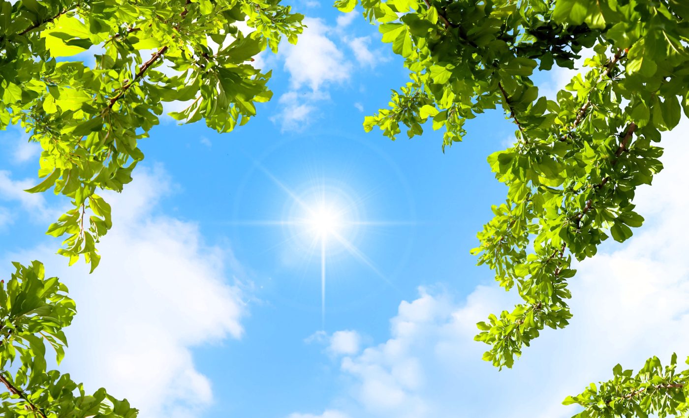 How changing skies alter plant growth patterns