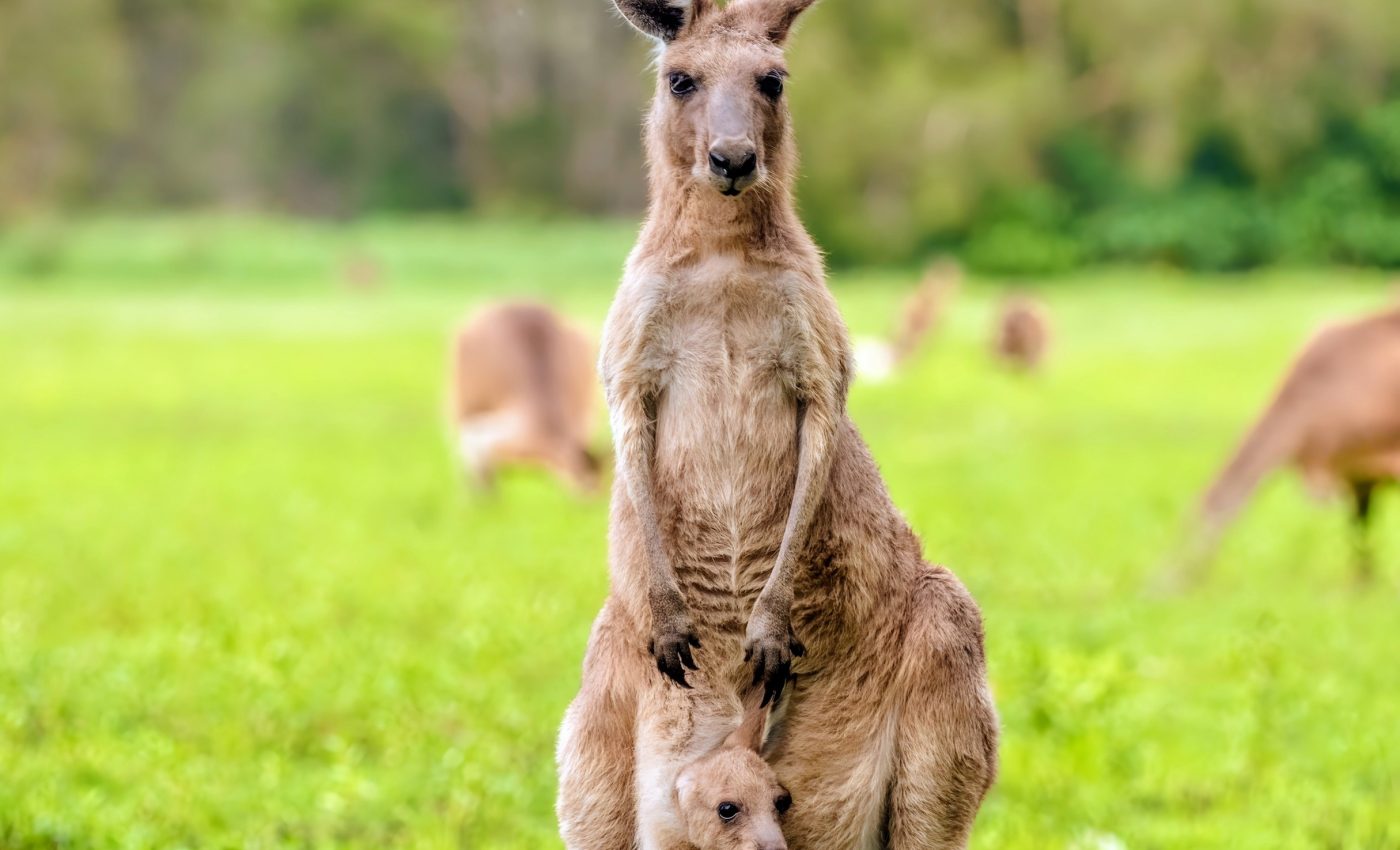 How did the kangaroo learn to hop? Insights from its smallest relative