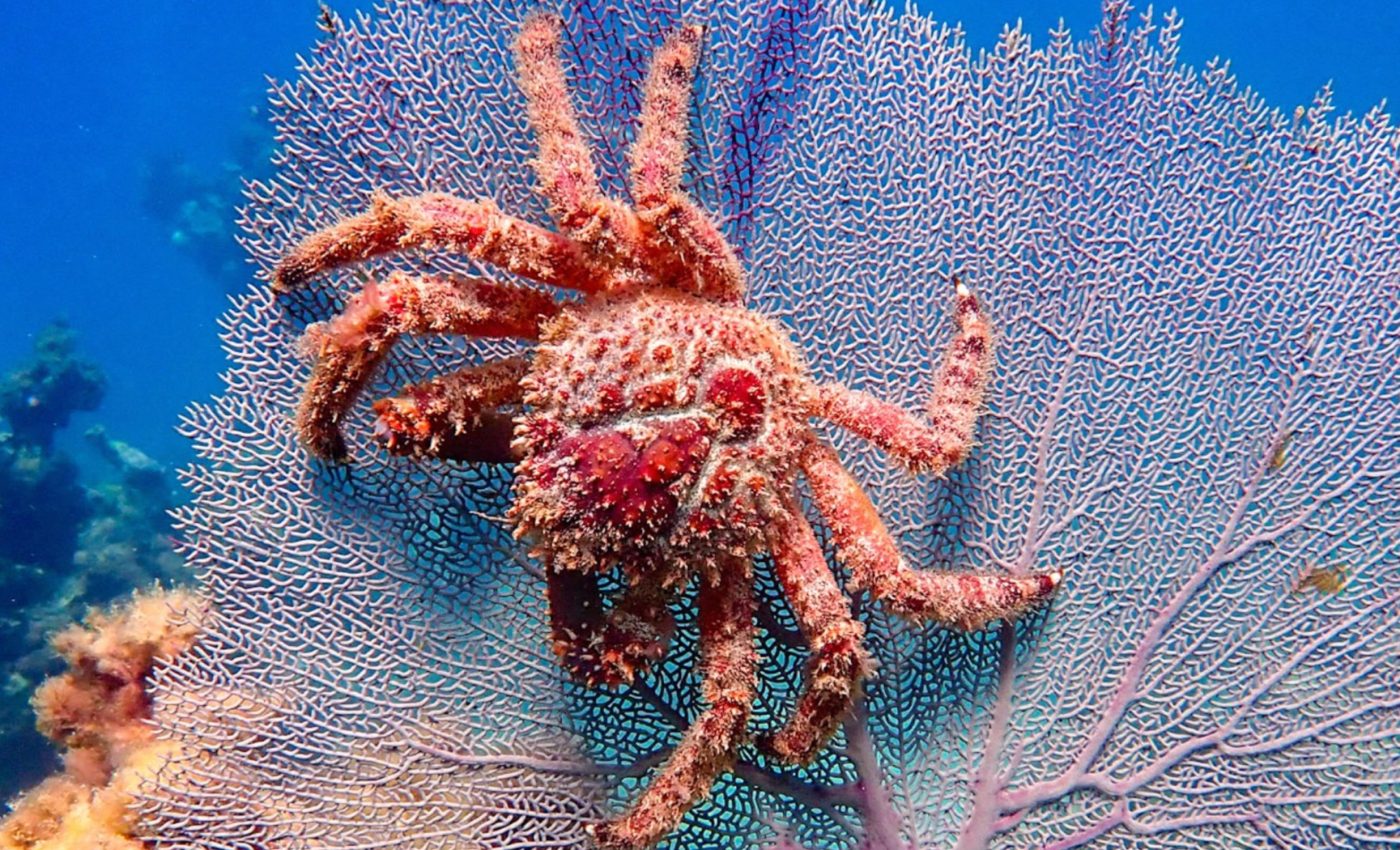 Tiny crabs protect reefs by eating baby crown-of-thorns starfish