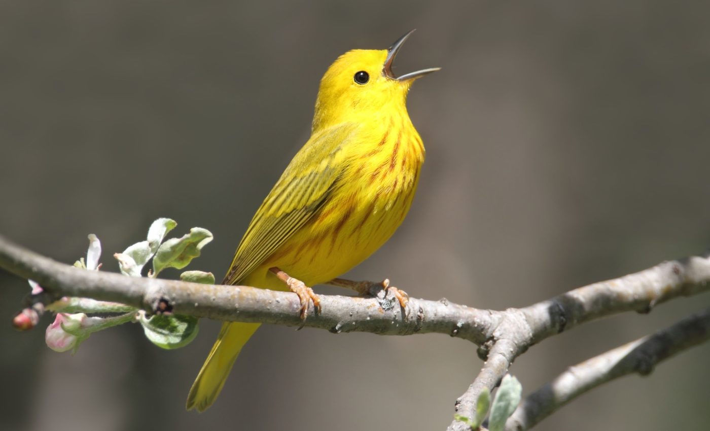 Some birds get 'road rage' when exposed to traffic noise