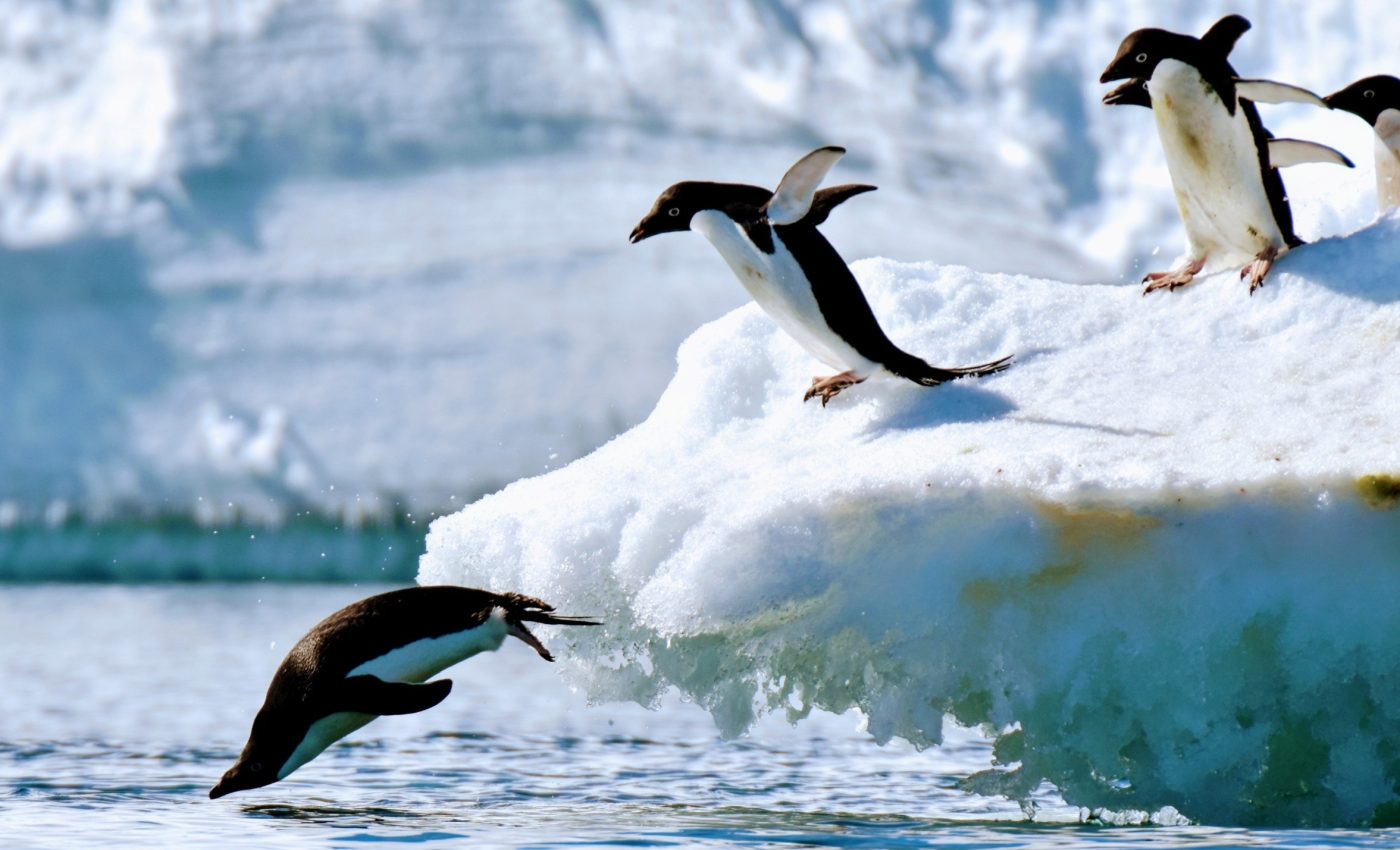 Just a whiff of penguin poop can send krill into a frenzy
