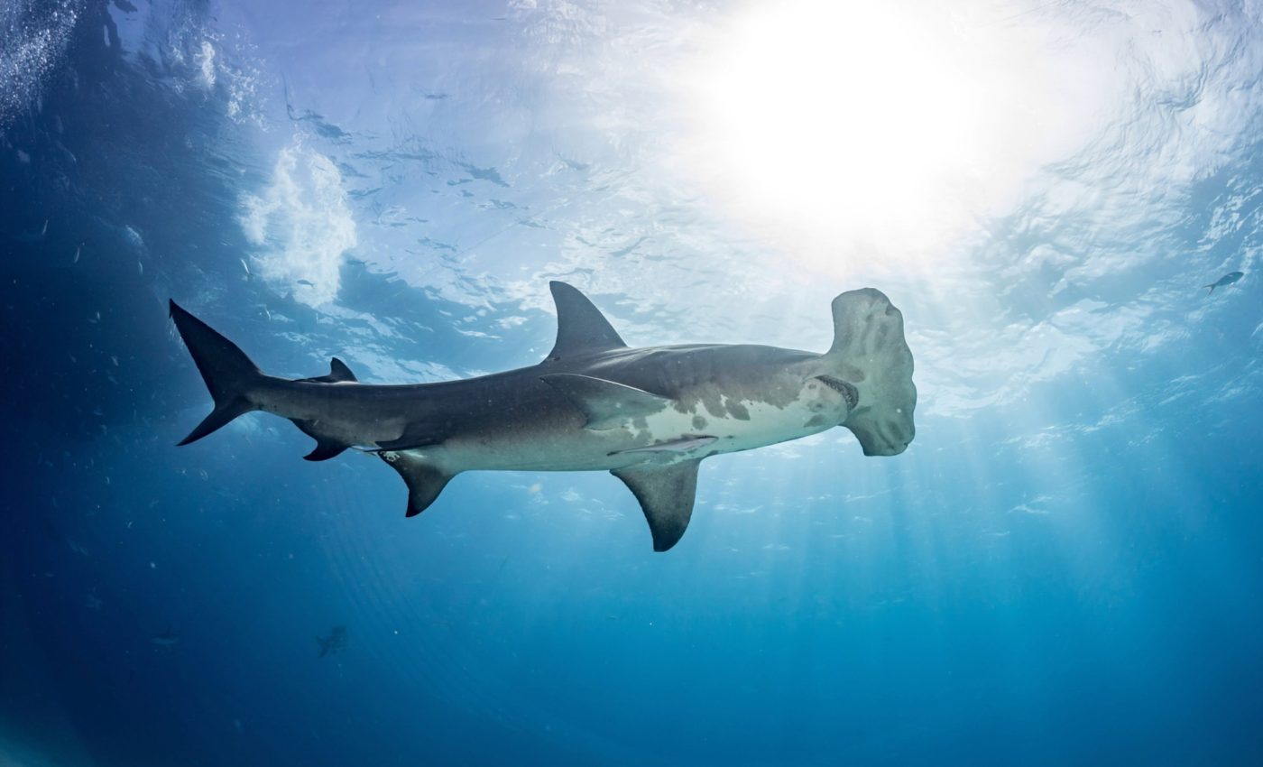 Why some great hammerhead sharks rarely leave home