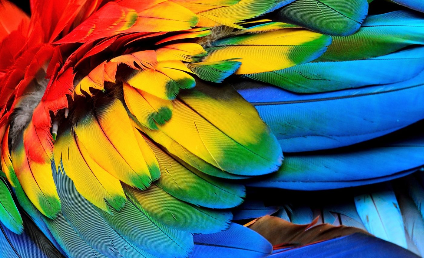 Chicken embryos reveal secrets of early feather development