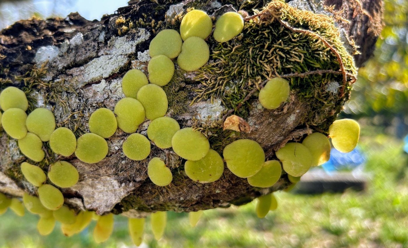 Can parasitic weeds be tricked into dying? Scientists think so