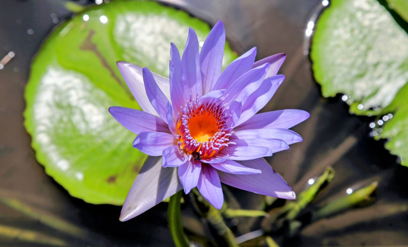 Blue lotus: Unraveling an Egyptian psychedelic mystery