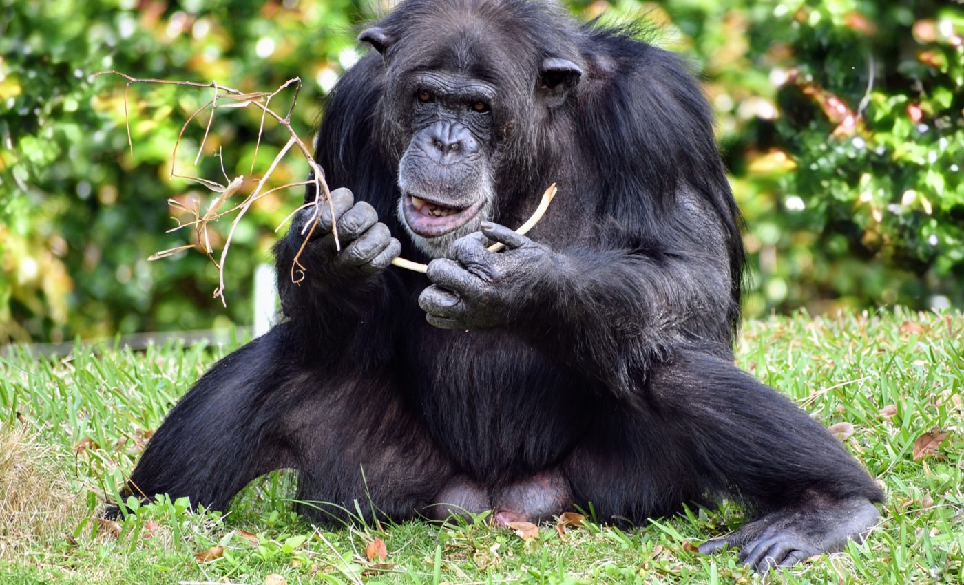 Chimpanzees have tool-making skills similar to human engineers