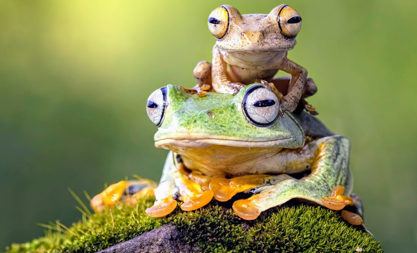 Frogs lead the way in developing new antibiotics
